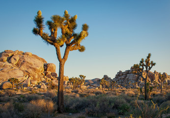 Fototapeta premium Joshua Tree National Park, California