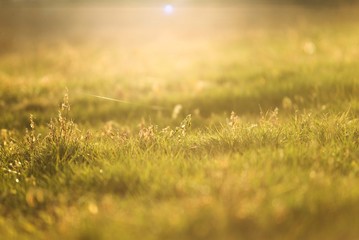 summer green grass