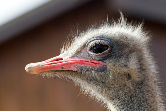 Ostrich portrait close-up on a dark background