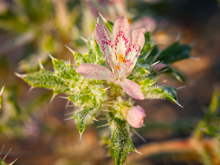 Joshua Tree National Park, California