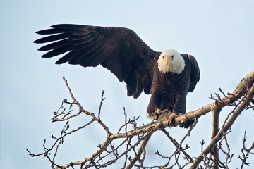 Bald Eagle pointing with a wing