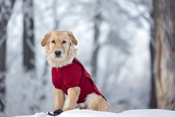 Dog sitting in the winter while wearing a red coat