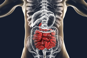 Human digestive system anatomy with highlighted small intestine, 3D illustration