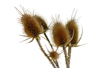 Dry thistle isolated on white