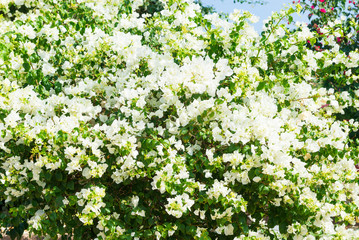 Blooming white Bougainvillea Flower branch isolated on white background. A flowering bougainvillea bush decorates the garden.