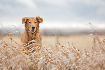 Golden Retriever standing in tall brown grass