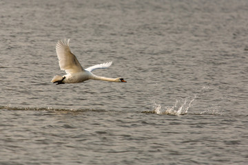 Fliegender Schwan