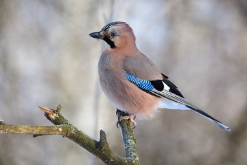 Eurasian jay sitting on a branch in a forest under the rays of the sun (close up).