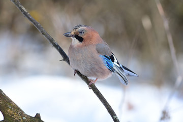 Eurasian jay sitting on a branch in a park under the rays of the sun.