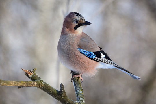 Eurasian jay sitting on a branch in a forest (the sun is reflected in the eyes).