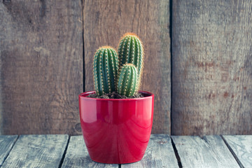 Green Cactus in the red pot on rustic wooden background. Toned vintage.