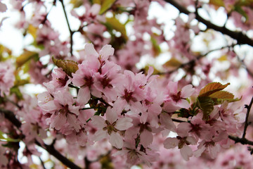 японское дерево сакура