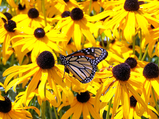  Toronto High Park Monarch on susan flowers 2017