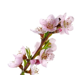 Flowering branch of peach. Isolated on white background.