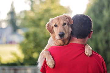 Golden Retriever peering over man's shoulder