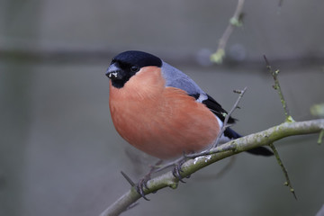 Eurasian bullfinch (Pyrrhula pyrrhula)