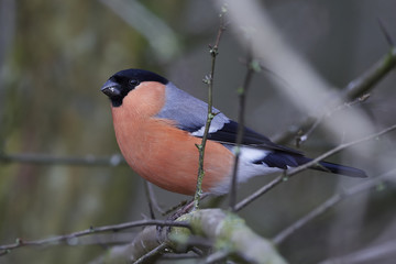Eurasian bullfinch (Pyrrhula pyrrhula)