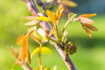 Walnut blooms. Walnuts young leaves and inflorescence on a city background. flower of walnut on the branch of tree in the spring. Collect pollen from flowers and buds
