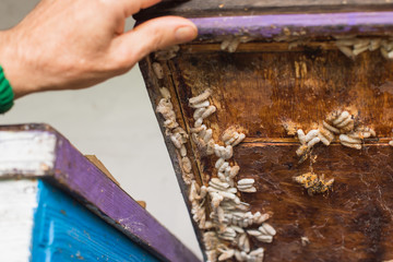 beekeeper opens the lid of the hive of the hive, the wax moth is infected.