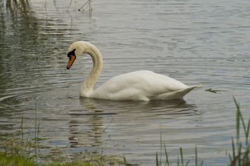 Schwan