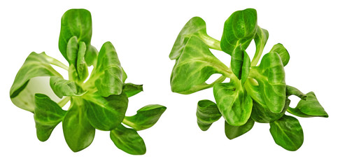 Healthy diet. spinach. greenery. For cooking food. Diet. For your design. isolated.