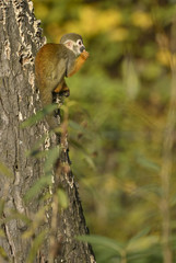 Common Squirrel Monkey - Saimiri sciureus, beautiful primate from South American forest.