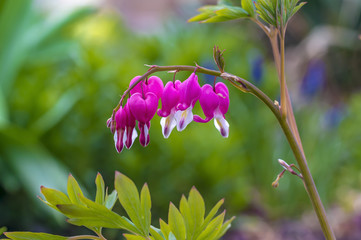 Bluete von Garten Blume Traene Herz Pflanze