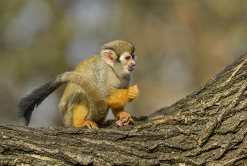 Common Squirrel Monkey - Saimiri sciureus, beautiful primate from South American forest.