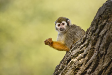 Common Squirrel Monkey - Saimiri sciureus, beautiful primate from South American forest.