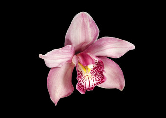 pink orchid