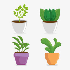 cute houseplant in pot vector illustration design