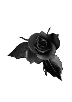 1124 White Rose Black Background Stock Photos HighRes Pictures and  Images  Getty Images