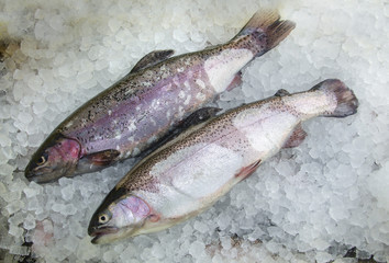 Saibling Saiblinge Lachsfish Salvelinus Zucht