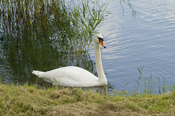 Schwan