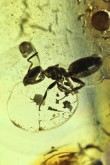 ant imprisoned in baltic amber