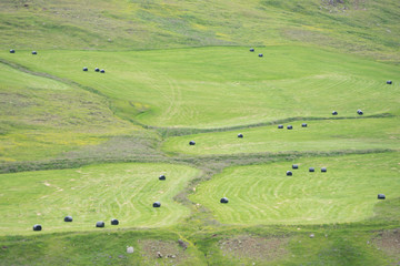 Obraz premium Grüne Landschaft im Norden Islands 