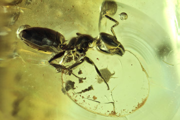 ant imprisoned in baltic amber