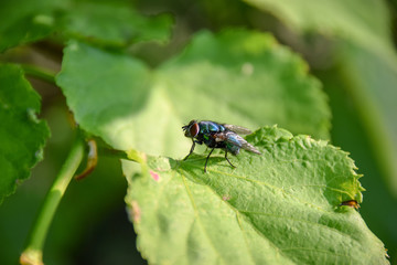 Calliphoridae, Fliege, Schmeißfliege, Natur, Blatt, Grün, Wald, See, Klee, Makro, Miniatur