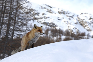 Obraz premium Red fox into the snow