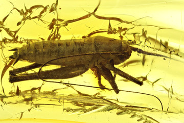 cricket imprisoned in baltic amber