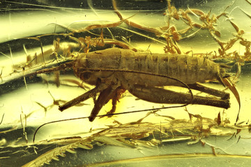 cricket imprisoned in baltic amber