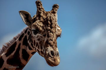 Naklejka premium Giraffe