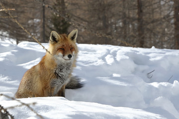 Red fox into the snow