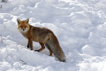 Red fox into the snow