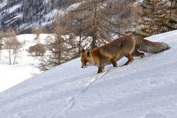 Fototapeta premium Red fox into the snow