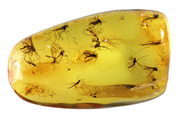 Baltic amber with swarm of gnats isolated on white background