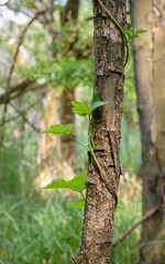 Baumstamm, Ranken, Grün, Natur, Blätter, Blatt, Deutschland, Wald, Mutternatur