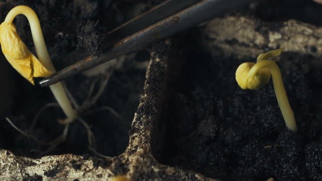 male hand planting young plant