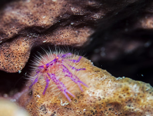 Pink Hairy Squat Lobster from Komodo Indonesia