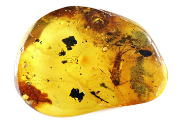 Baltic amber with silverfish isolated on white background